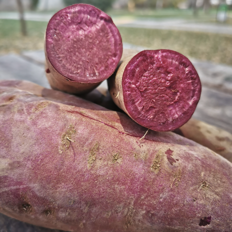 Tatlı Patates