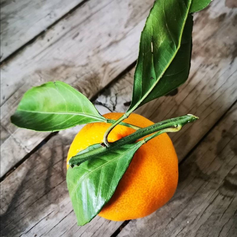 Mandalina (King)